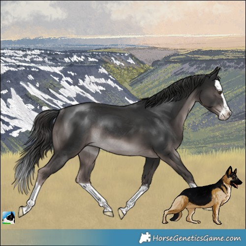 Horse Color:Platinum Liver Chestnut Splash Rabicano 