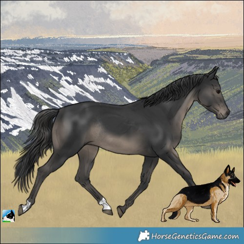 Horse Color:Black Rabicano 
