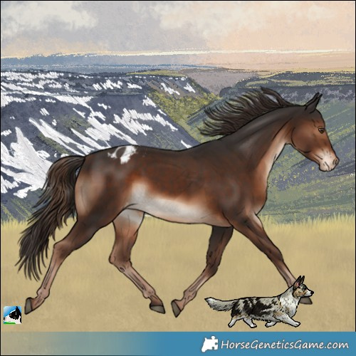 Horse Color:Liver Chestnut Blanket 