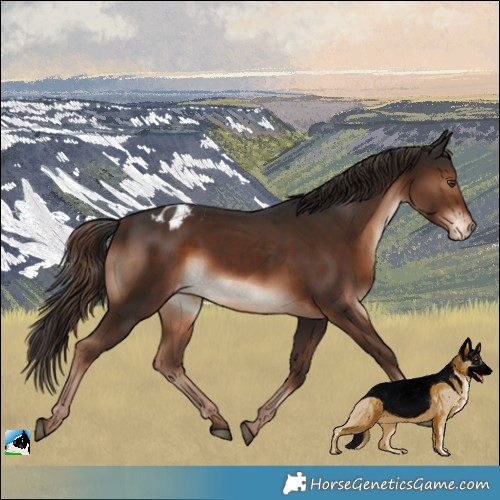 Horse Color:Liver Chestnut Appaloosa 