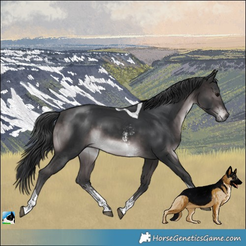 Horse Color:Platinum Brown Sabino Tobiano Rabicano 