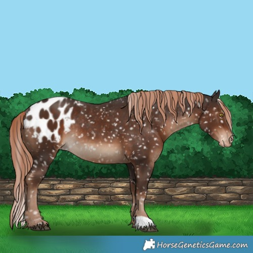 Horse Color:Liver Chestnut Appaloosa Rabicano