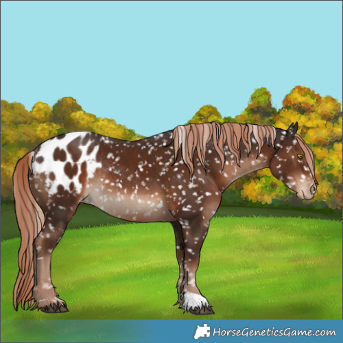 Horse Color:Liver Chestnut Blanket Rabicano