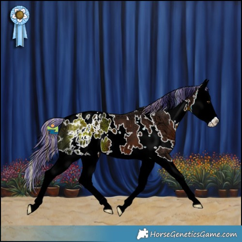 Horse Color:Painted White Spotted Liver Chestnut Ice Splash Appaloosa 