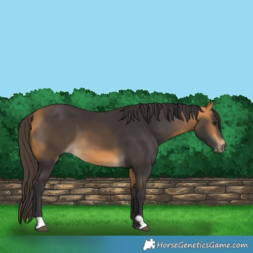 Horse Color:Buckskin 