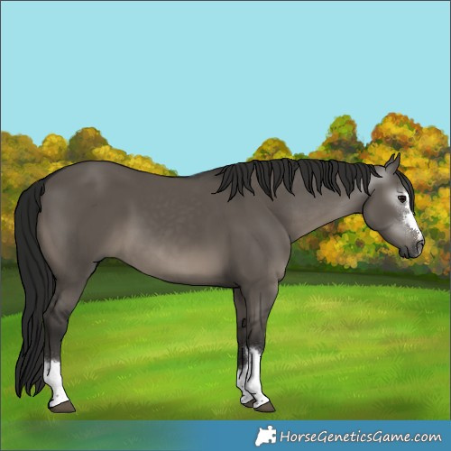 Horse Color:Gray Grullo