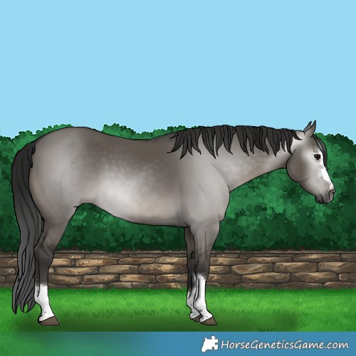 Horse Color:Gray Grullo 