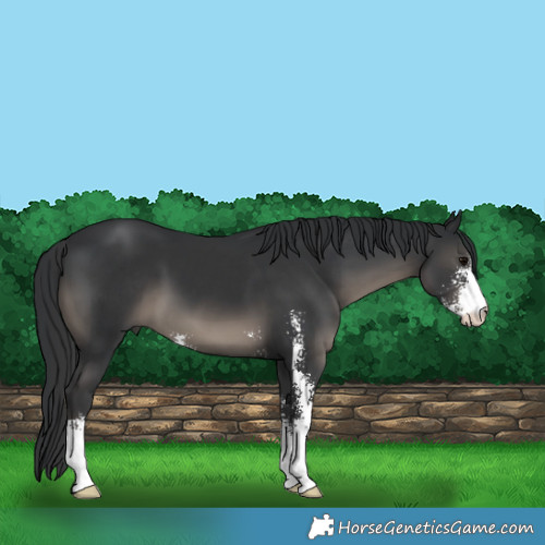 Horse Color:Black Sabino 