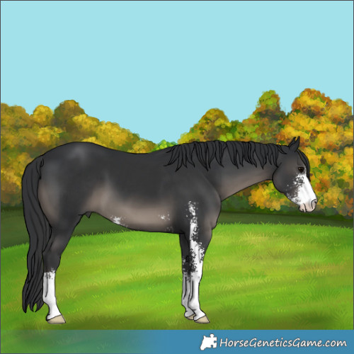 Horse Color:Black Sabino 