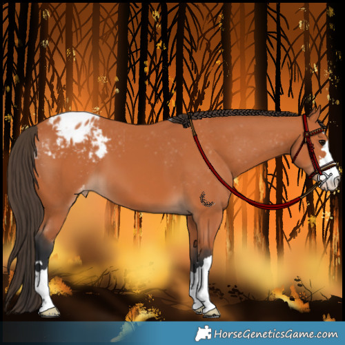 Horse Color:Bay Appaloosa 