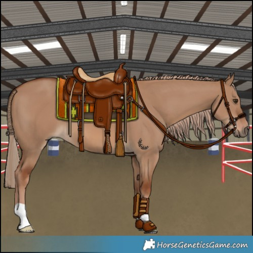 Horse Color:Red Dun