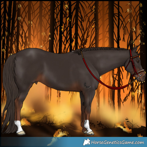 Horse Color:Liver Chestnut 