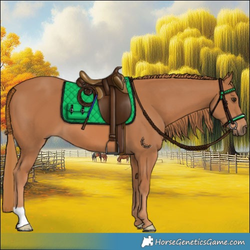 Horse Color:Chestnut 