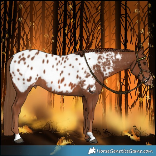 Horse Color:Chestnut Appaloosa