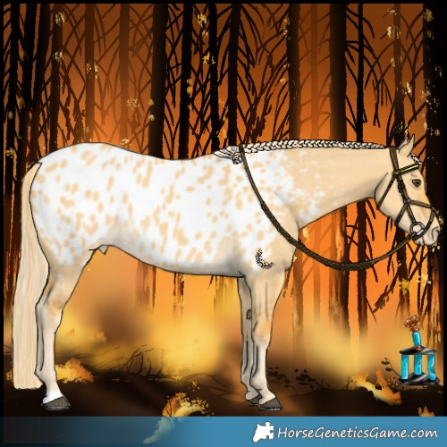 Horse Color:Palomino Dun Appaloosa