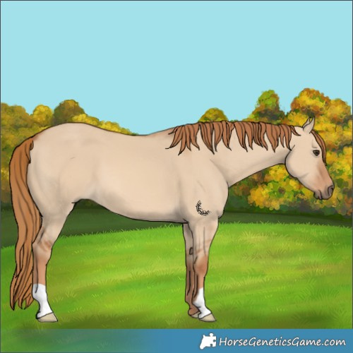 Horse Color:Red Dun 