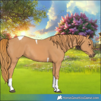 Horse Color:Chestnut Tobiano Rabicano 