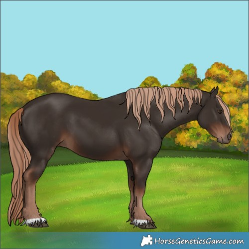 Horse Color:Liver Chestnut 