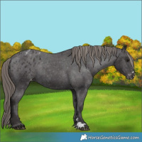 Horse Color:Smoky Black Appaloosa Rabicano