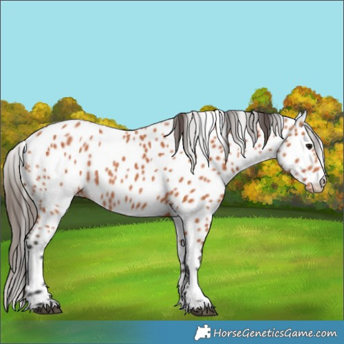 Horse Color:Bay Appaloosa 