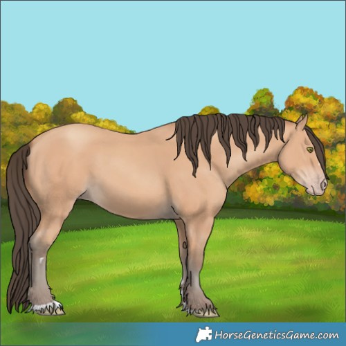 Horse Color:Amber Champagne 