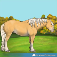 Horse Color:Gold Cream Champagne 