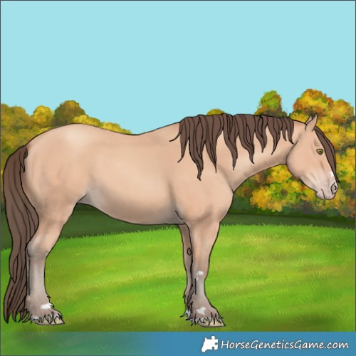 Horse Color:Amber Champagne 