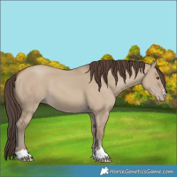 Horse Color:Classic Champagne Dun 