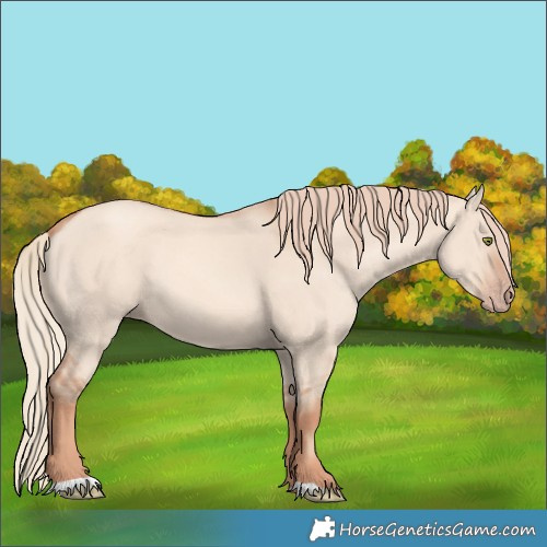 Horse Color:Gold Champagne Dun 