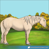 Horse Color:Gold Champagne Dun 