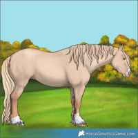 Horse Color:Gold Champagne Dun