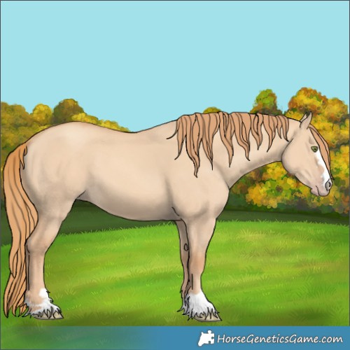 Horse Color:Gold Champagne Dun 