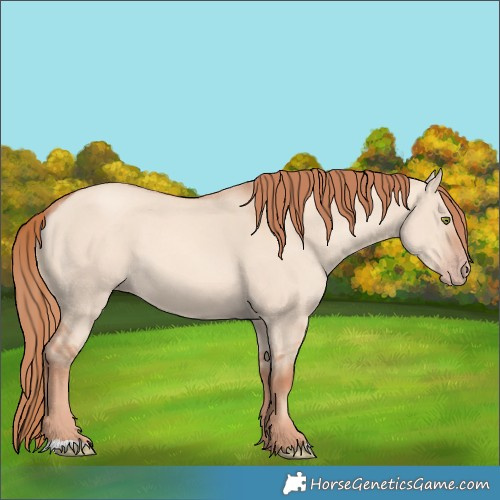Horse Color:Gold Champagne Dun 