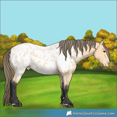 Horse Color:Buckskin Appaloosa