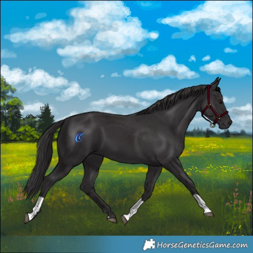 Horse Color:Smoky Black  and Smoky Black 