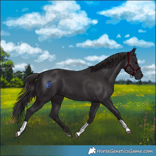 Horse Color:Smoky Black  and Smoky Black 
