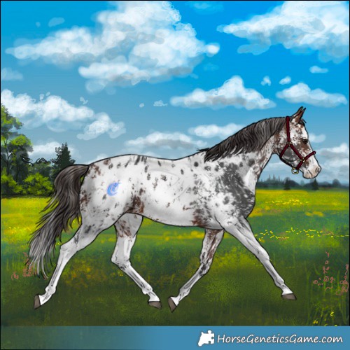 Horse Color:Bay Sabino Splash Appaloosa  and Bay Sabino Splash Appaloosa 
