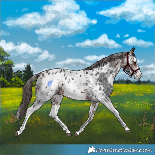 Horse Color:Bay Sabino Splash Blanket  and Bay Sabino Splash Blanket 