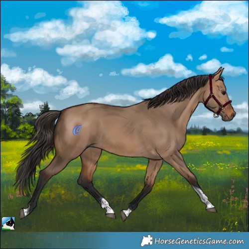 Horse Color:Bay Dun Tobiano 