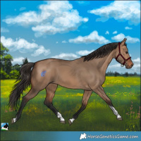 Horse Color:Bay Dun Tobiano 