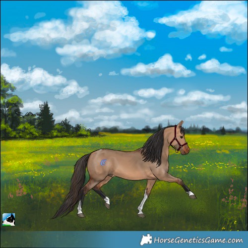 Horse Color:Bay Dun Tobiano 