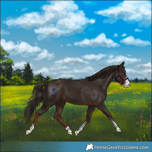 Horse Color:Liver Chestnut Sabino 