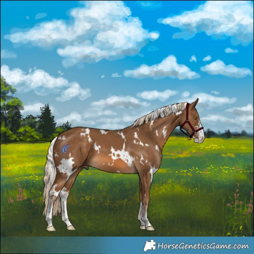 Horse Color:White Spotted Chocolate Palomino Sabino 