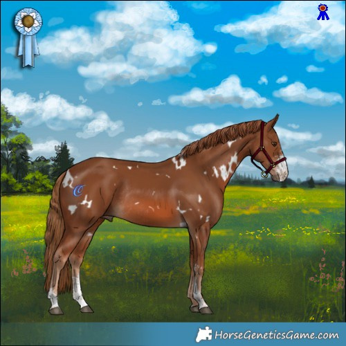 Horse Color:White Spotted Chestnut Sabino Rabicano 