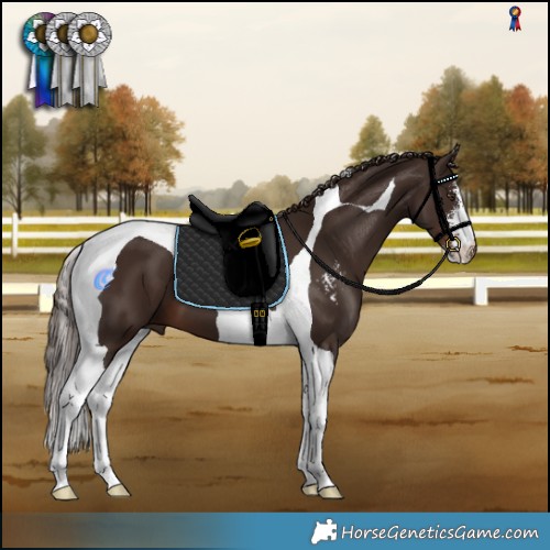Horse Color:Liver Chestnut Sabino Tobiano 