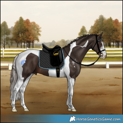 Horse Color:Liver Chestnut Sabino Tobiano 