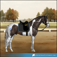 Horse Color:Liver Chestnut Sabino Tobiano 