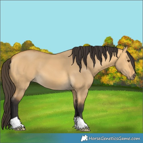 Horse Color:Buckskin Dun 