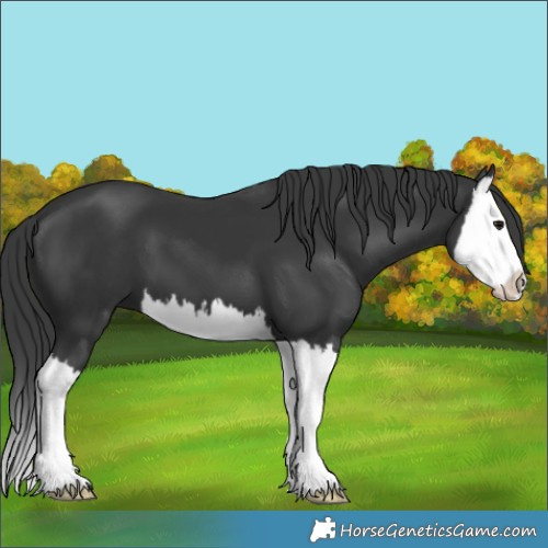 Horse Color:Black Splash 