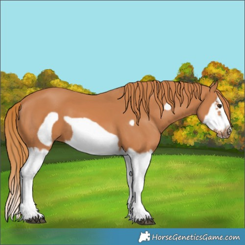 Horse Color:Chestnut Splash Frame 